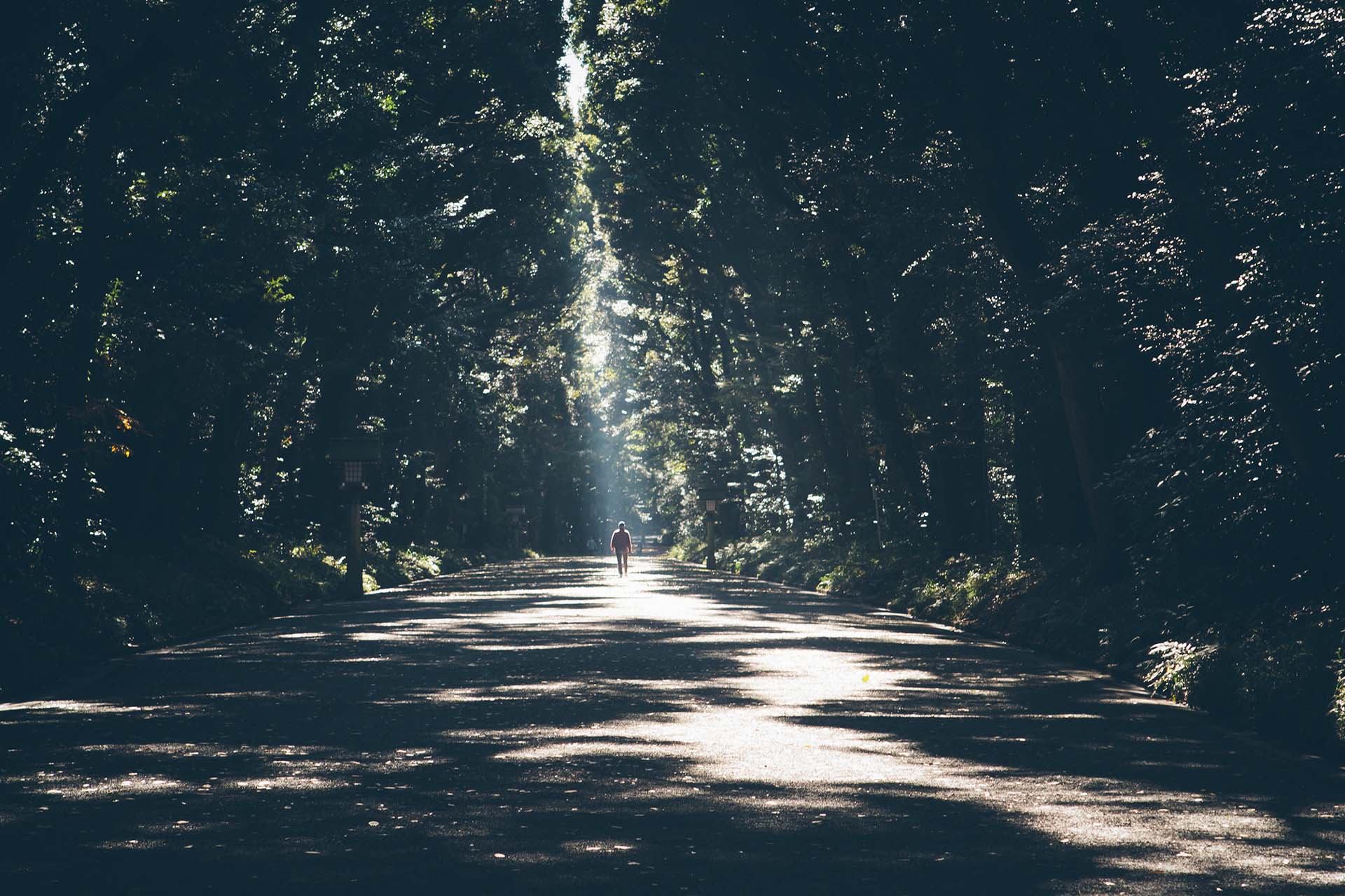 A road through the trees